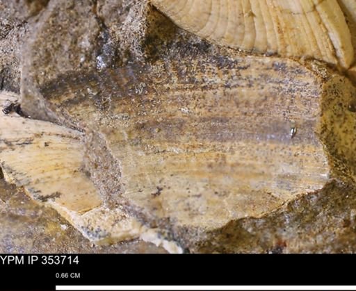 Limopsis striatopunctatus