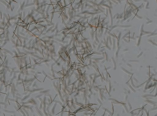 Axinella sp.