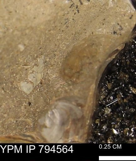 Protocardia subquadrata