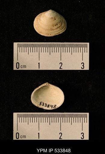 Macoma calcarea