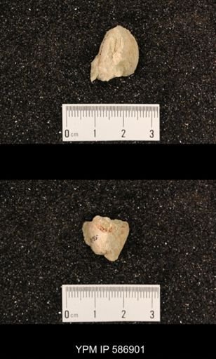 Rhynchotrema capax