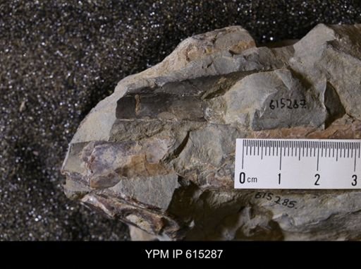 Baculites sp.