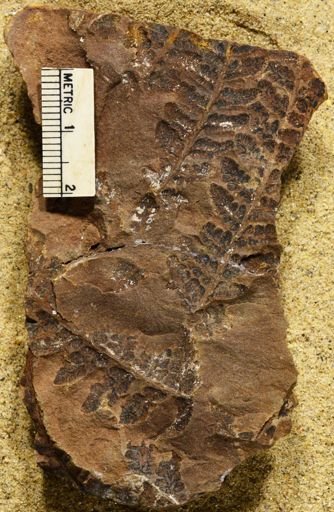 Pecopteris sp.