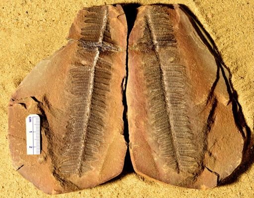Pecopteris