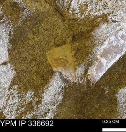 undet. Mollusca