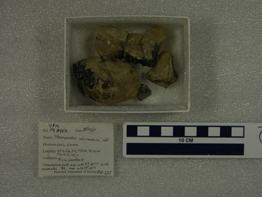 Phenacodus intermedius