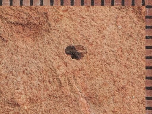 undet. Curculionidae
