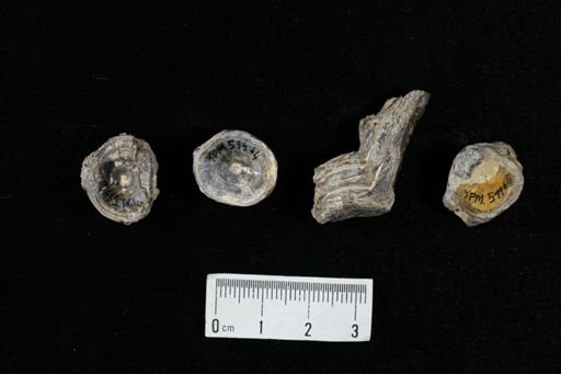 undet. Actinopterygii
