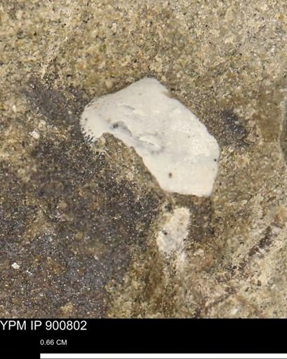 Protocardia subquadrata