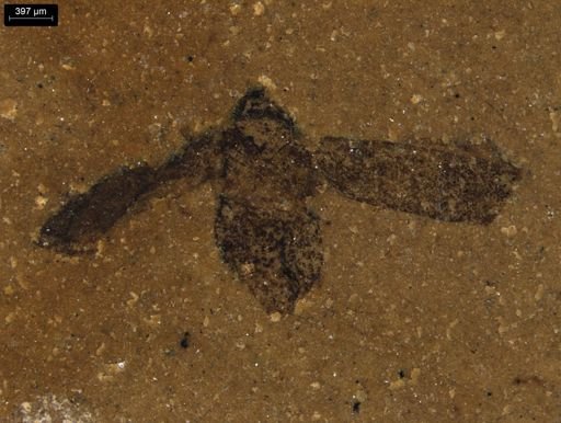 taxon undetermined