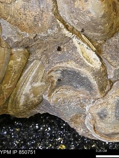 Limopsis striatopunctatus