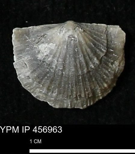 Stropheodonta sp.