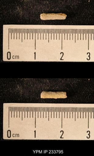 Archaeocidaris sp.