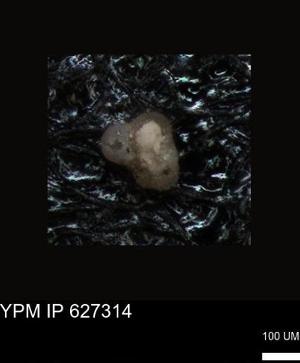 undet. Foraminiferida