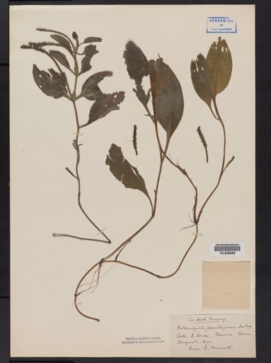 Potamogeton