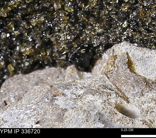 undet. Mollusca