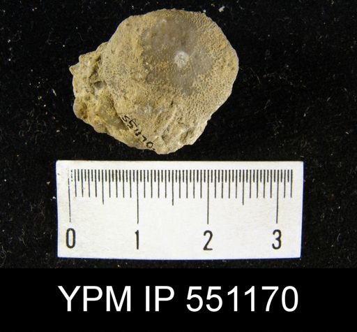 Dalmanella elegantula