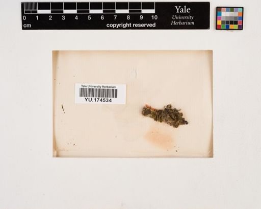 Plantae