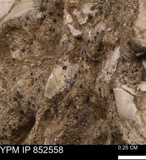 undet. Mollusca