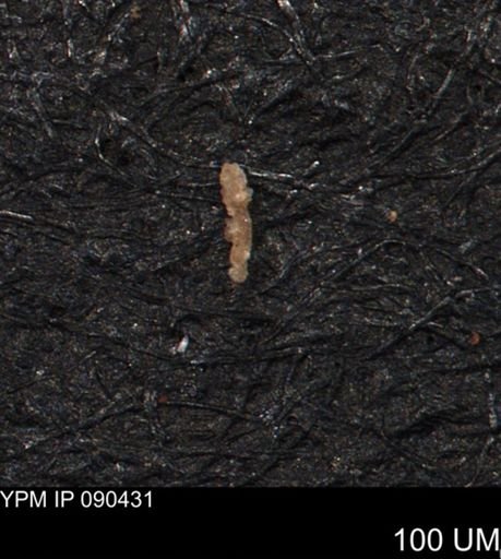 Foraminiferida