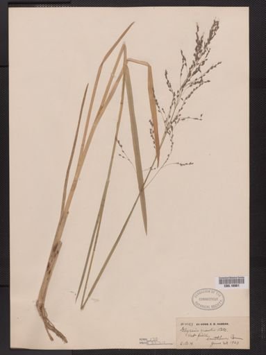Glyceria grandis