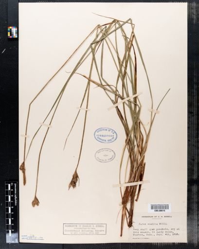 Carex