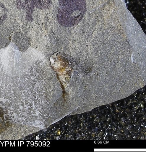 undet. Mollusca