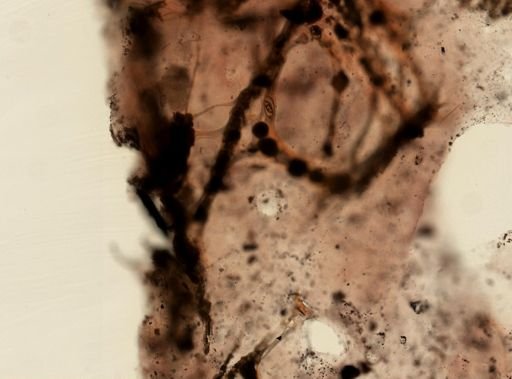 Sarcotragus fasciculatus