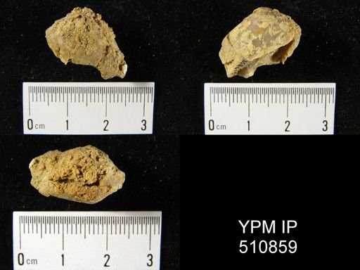 Athyridida