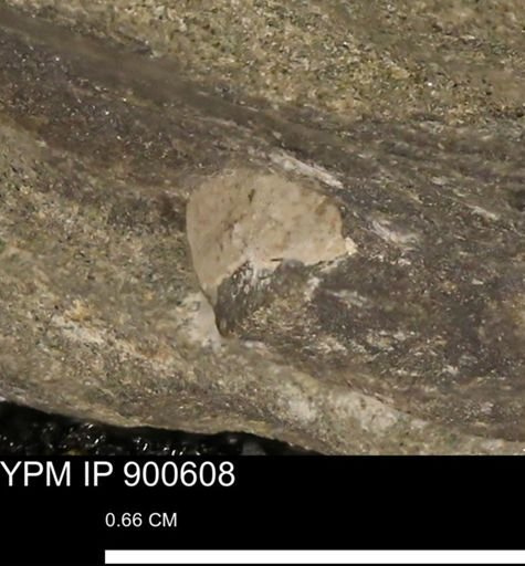 undet. Bivalvia
