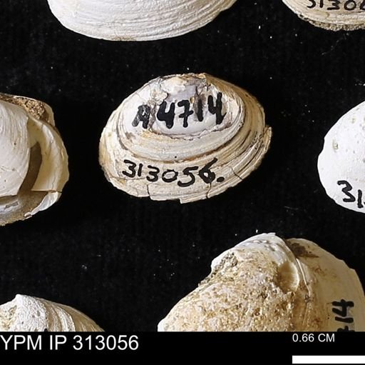 Corbicula
