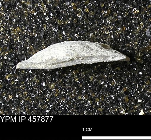 Strophodonta sp.
