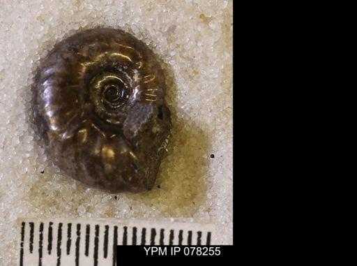 Hoploscaphites comprimus
