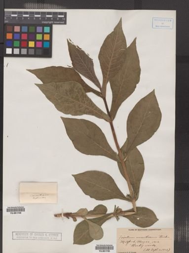 Triosteum aurantiacum