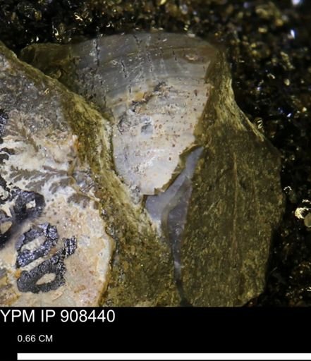 undet. Bivalvia