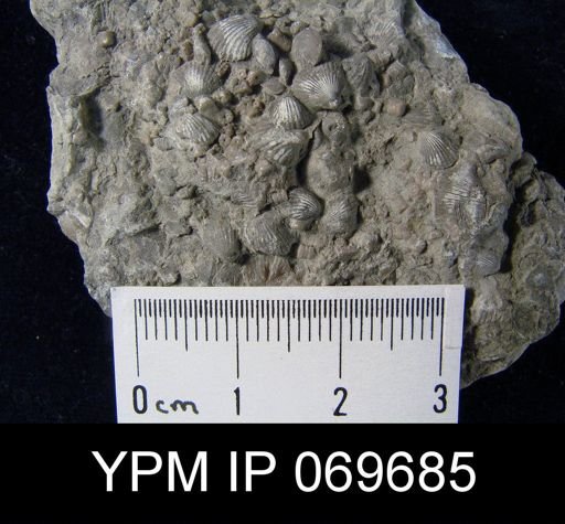 Zygospira recurvirostris