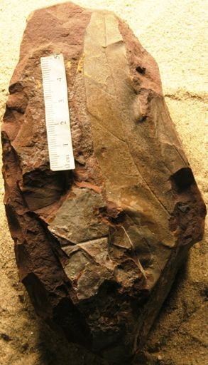 Artocarpus pungens