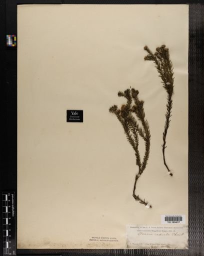 Plantae