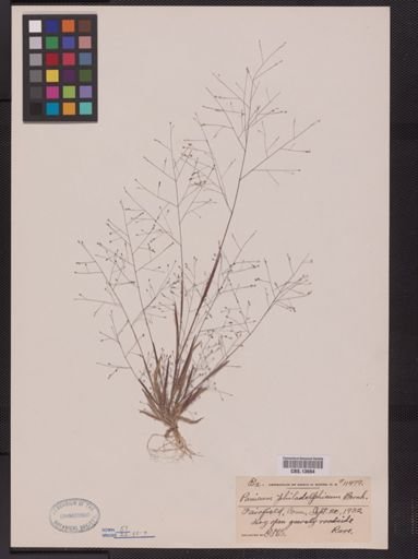 Panicum philadelphicum