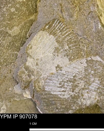 Oxytoma (Hypoxytoma) sp.