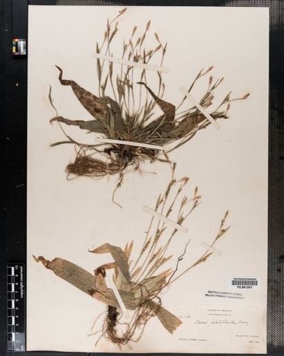 Carex platyphylla