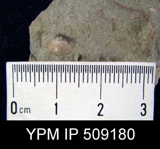 Sowerbyella sp.