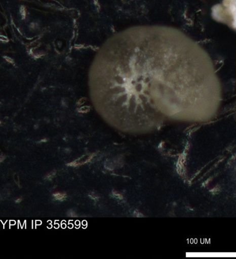 undet. Foraminiferida