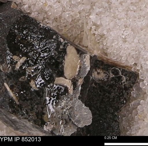 undet. Mollusca