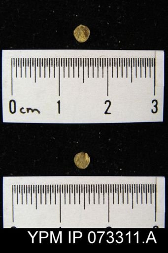 Coelospira saffordi