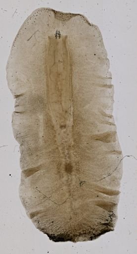 Enchiridium periommatum