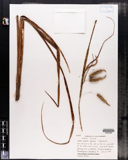 Carex pseudocyperus