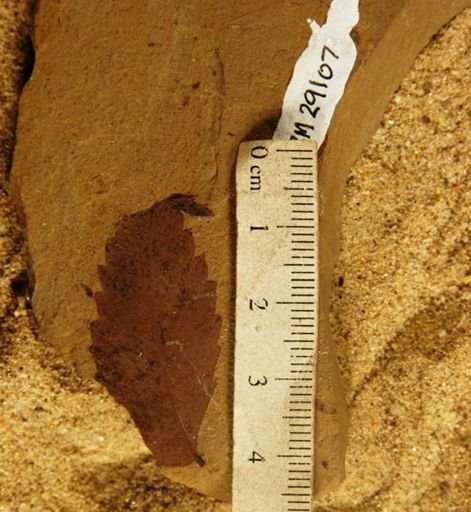 Zelkova oregoniana