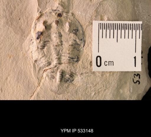 Elrathia kingi