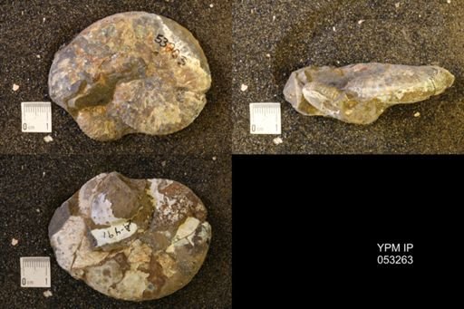 Discoscaphites conradi